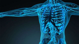 xray image human torso and and arm bones