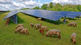 Tending to sheep on a solar farm is a good dual-use land option for creating green energy.