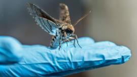 Moth landing on researcher's hand